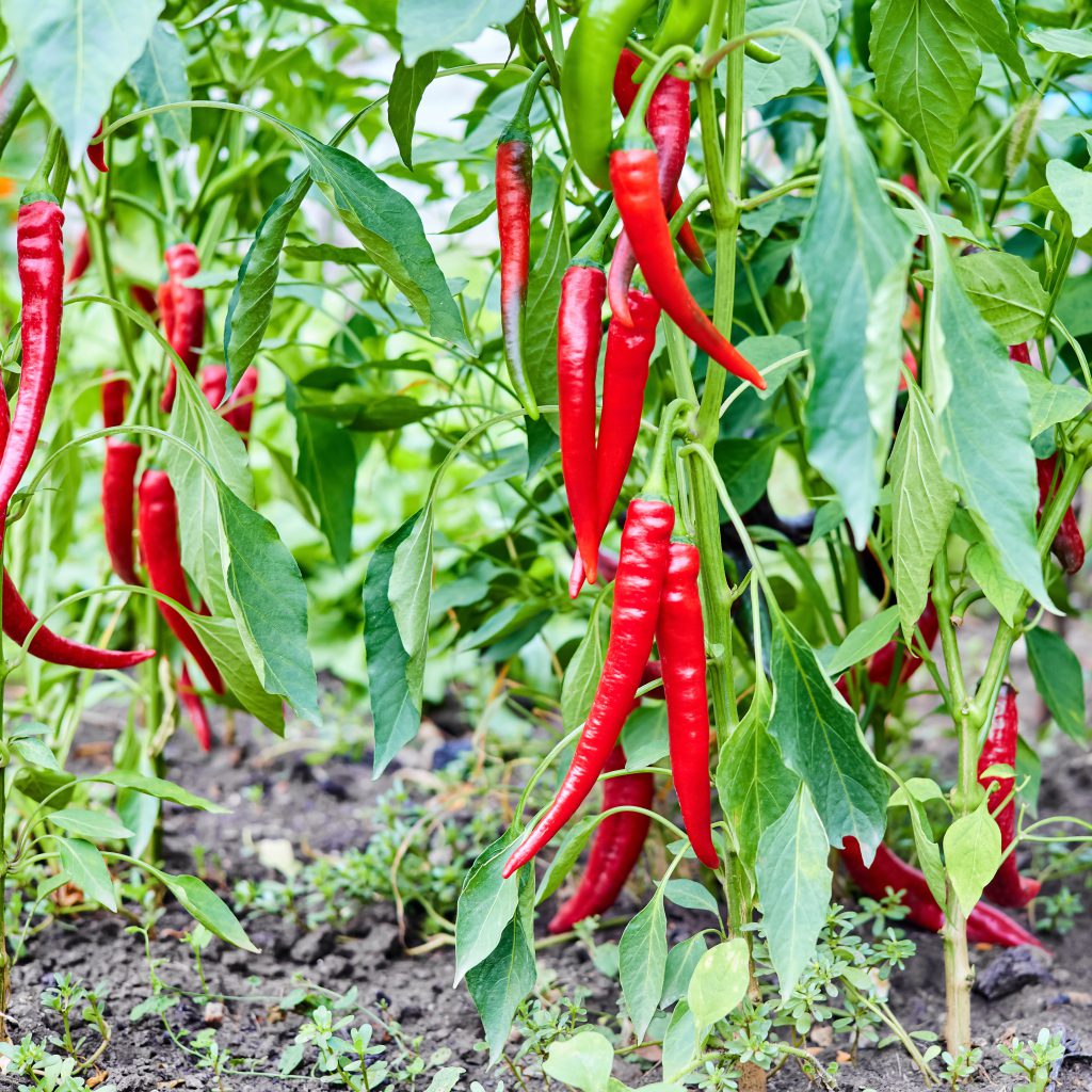 Chillies: A Comprehensive Guide to Growing and Harvesting