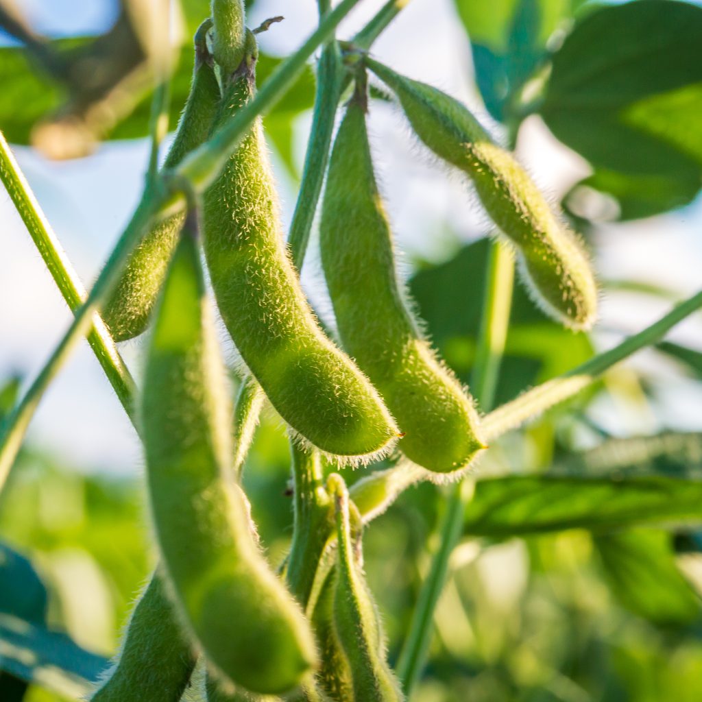 Soybeans: A Comprehensive Guide to Growing and Harvesting