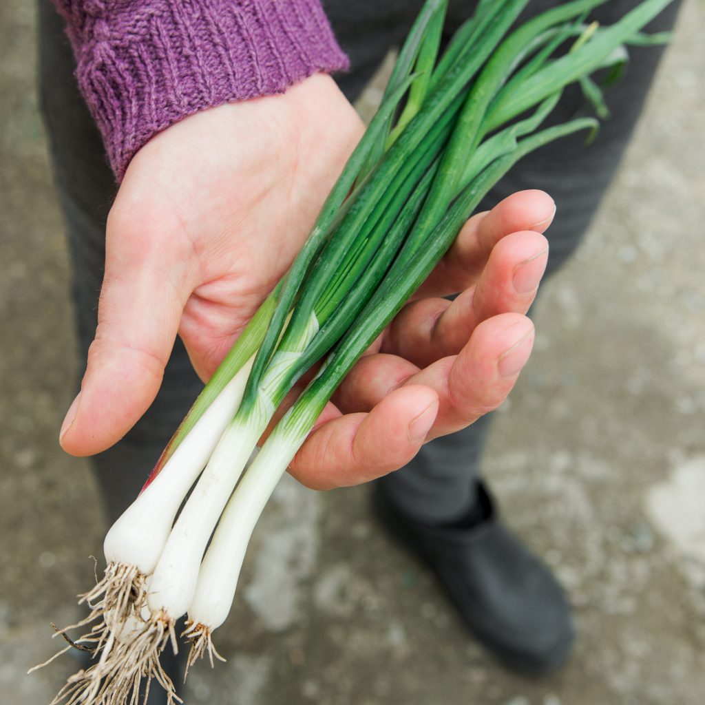 Spring Onions: A Comprehensive Guide to Growing and Harvesting