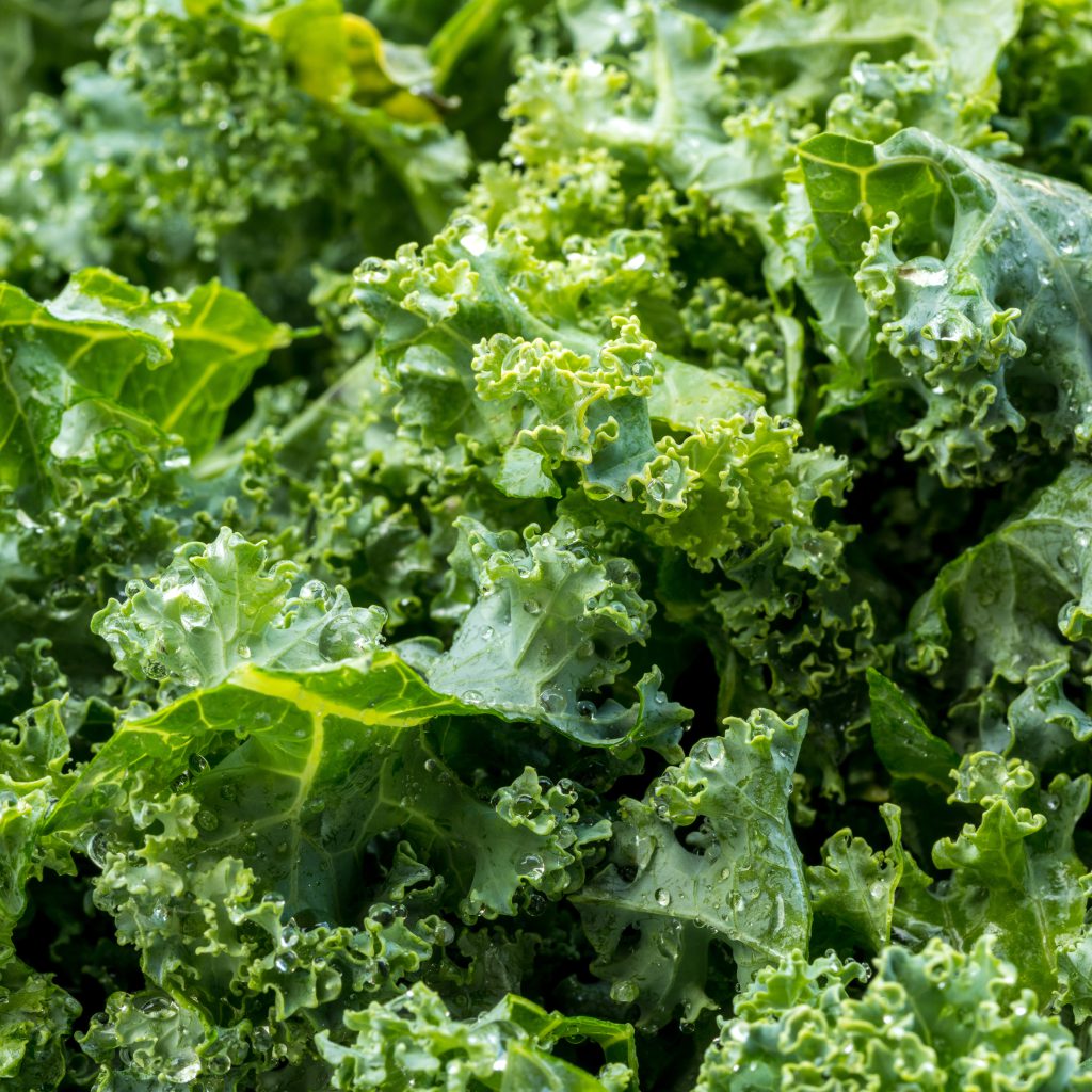 Kale: A Comprehensive Guide to Growing and Harvesting