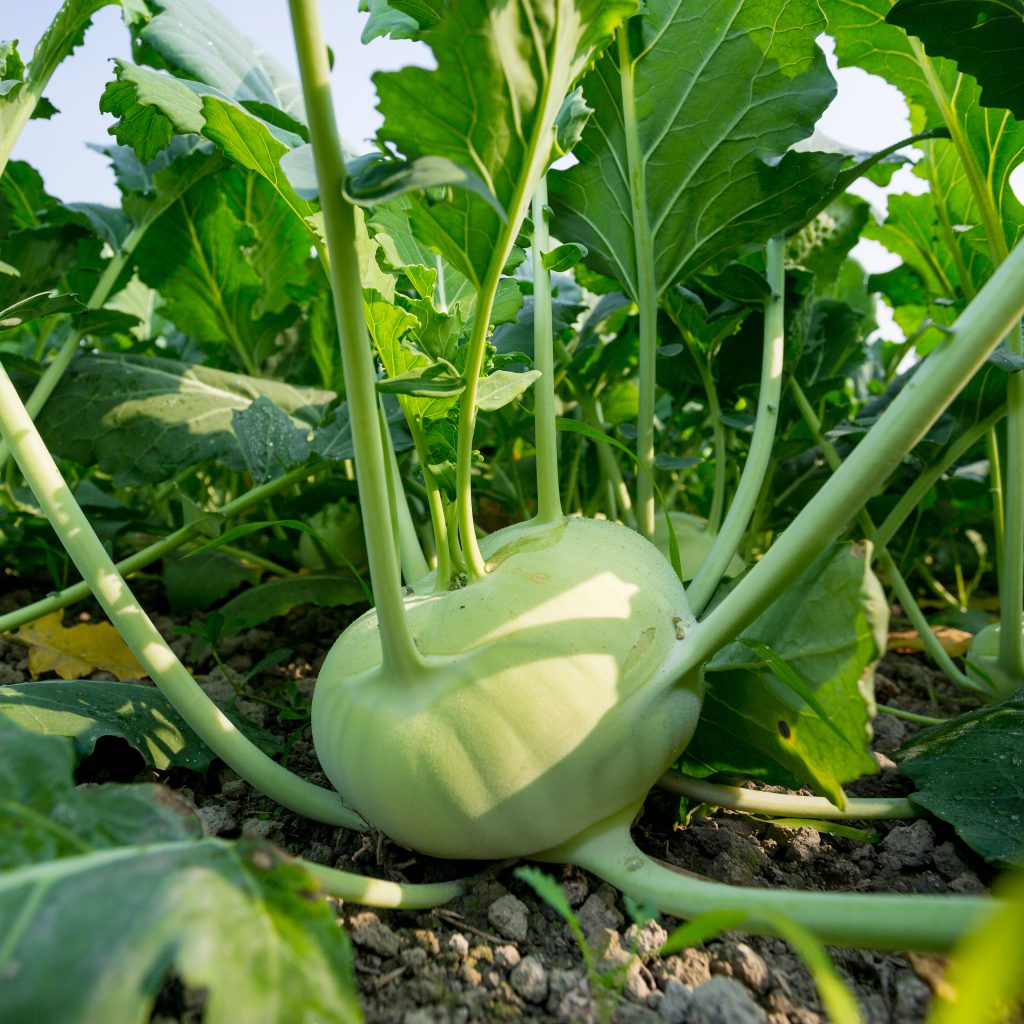 Kohlrabi: A Comprehensive Guide to Growing and Harvesting