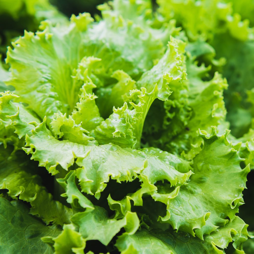 Lettuce: A Comprehensive Guide to Growing and Harvesting