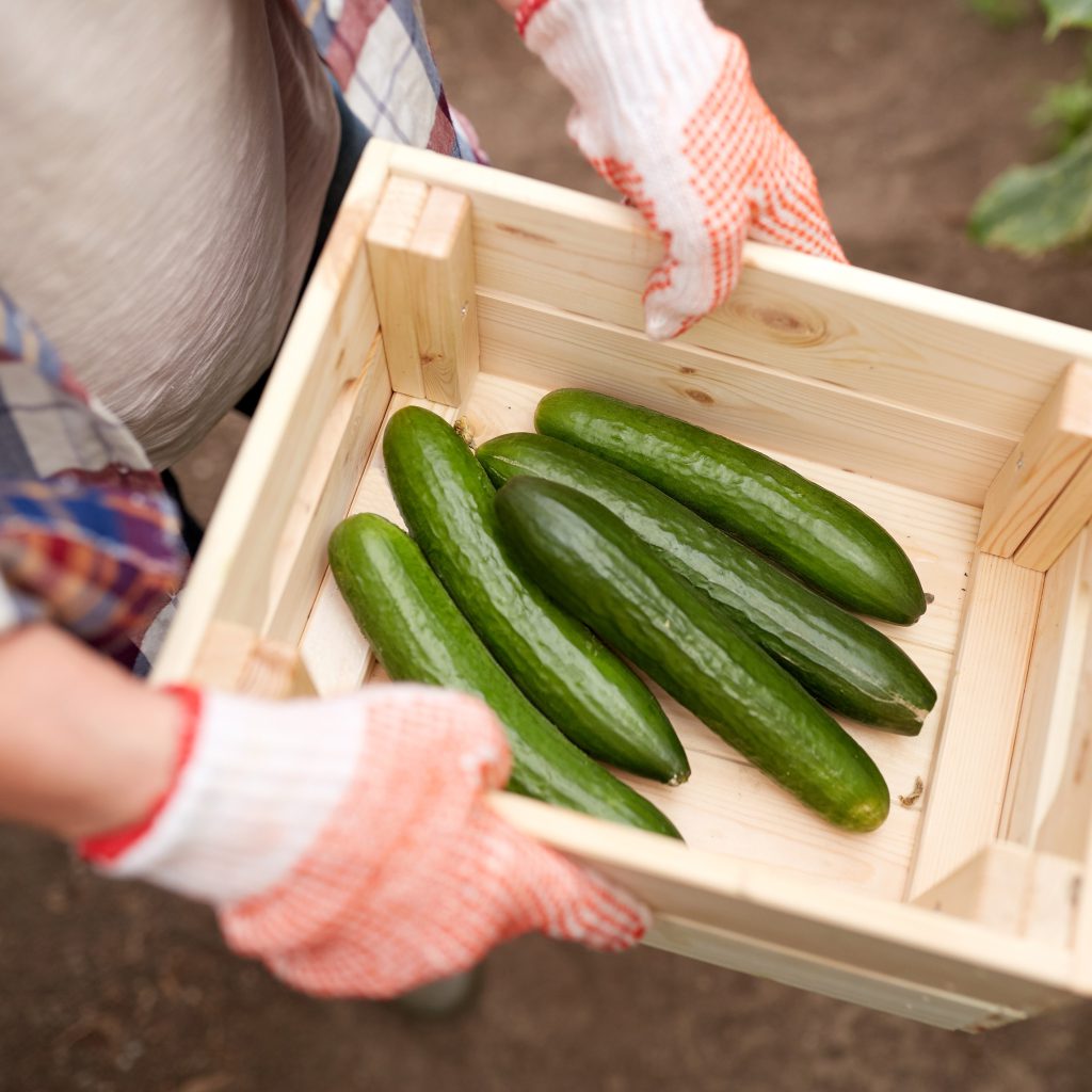 Cucumbers: A Comprehensive Guide to Growing and Harvesting