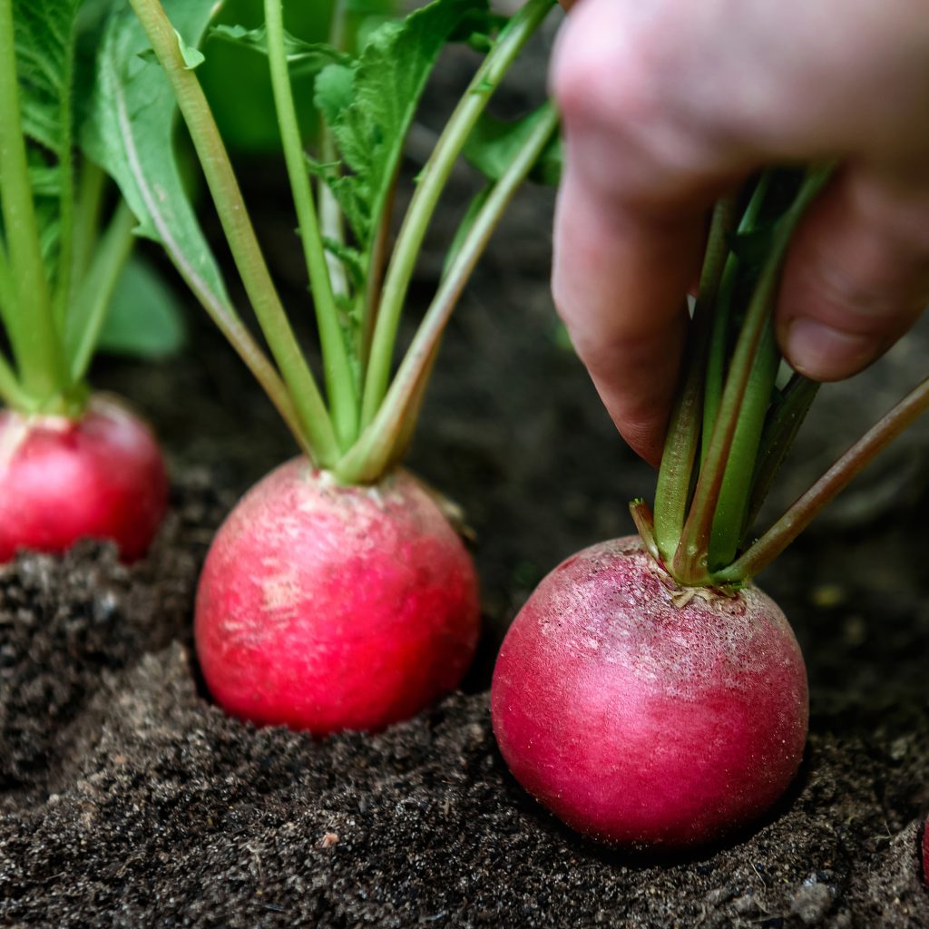 Radishes: A Comprehensive Guide to Growing and Harvesting