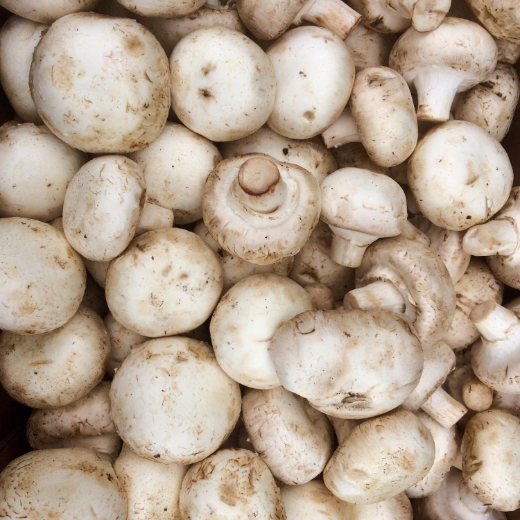 Mushrooms: A Comprehensive Guide to Growing and Harvesting