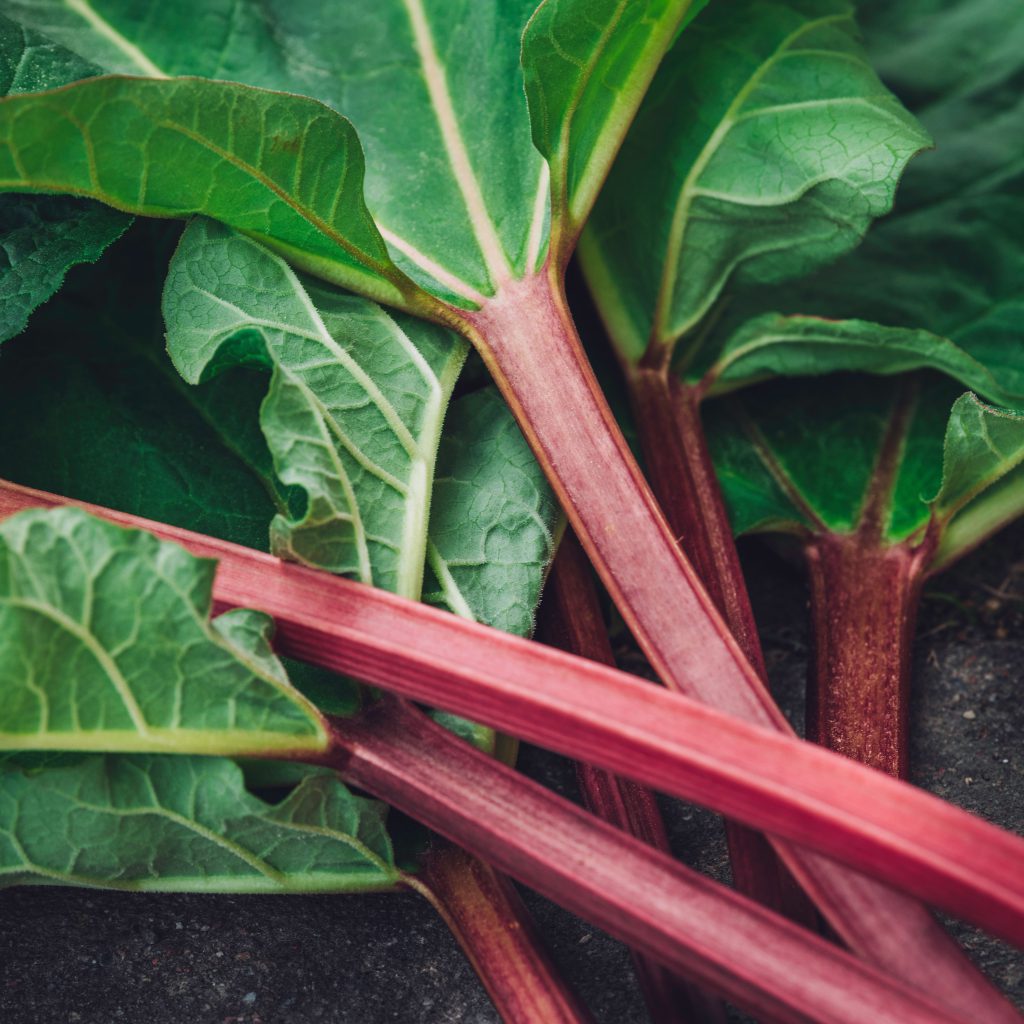 Rhubarb: A Comprehensive Guide to Growing and Harvesting